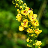 NATURE'S ANSWER MULLEIN LEAVES 1OZ