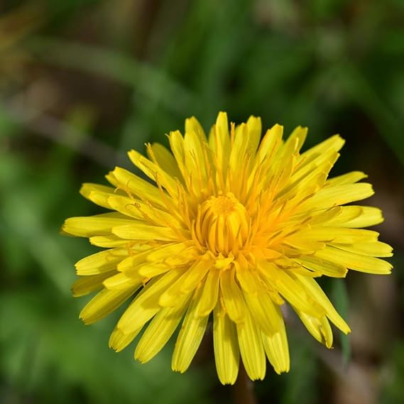 NATURE'S ANSWER ALC FREE DANDELION 1OZ