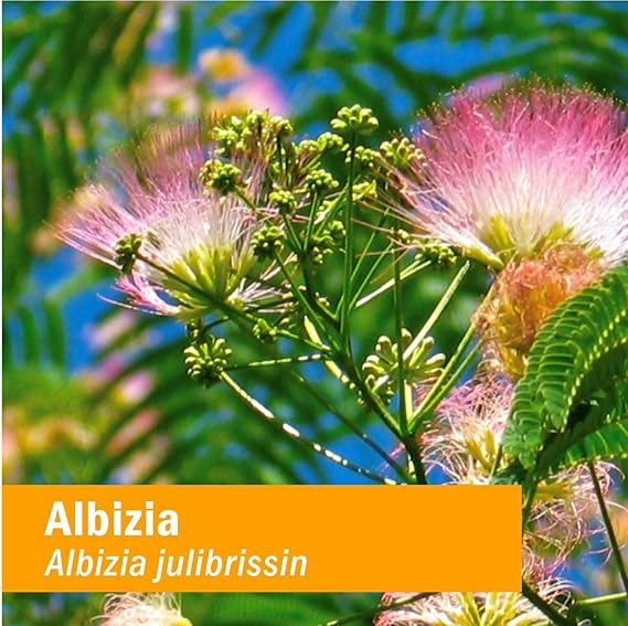 Herb Pharm Albizia Nervous System 1Fl oz