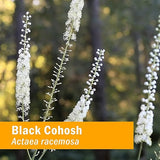 Herb Pharm BLACK COHOSH EXTRACT 1 oz