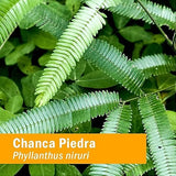 Herb Pharm Chanca Piedra 4 fl oz