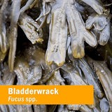 Herb Pharm BLADDERWRACK EXTRACT 1 oz