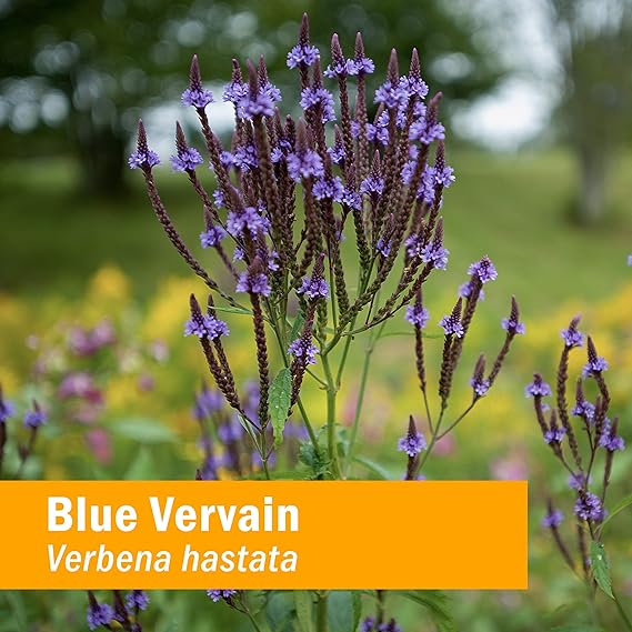 Herb Pharm BLUE VERVAIN EXTRACT 1 oz