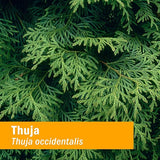 Thuja Fresh Branchlet 1 fl oz